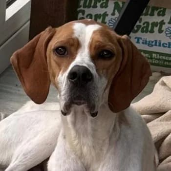 Samy, male young Mixed Breed for adoption at Hundegarten Serres, Euskirchen