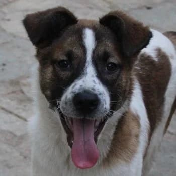 Sancho, male puppy Mixed Breed for adoption at Hundegarten Serres, Euskirchen