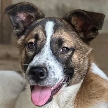 Sancho, male puppy Mixed Breed for adoption at Hundegarten Serres, Euskirchen