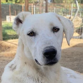 Santa, male 3yo Mixed Breed for adoption at Hundegarten Serres, Euskirchen