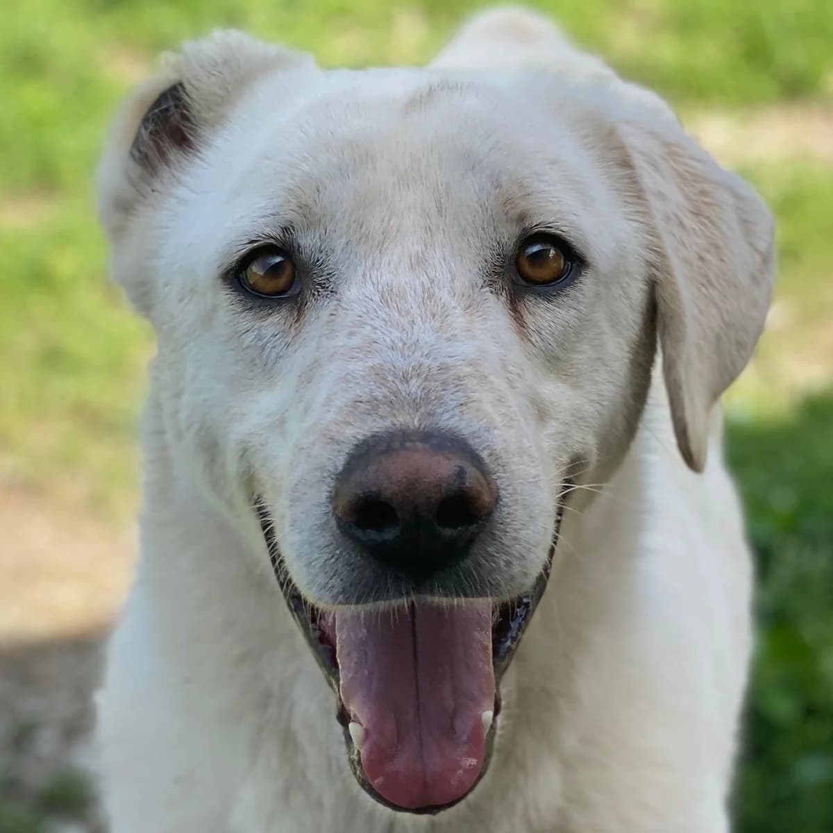Santa, male 3yo Mixed Breed for adoption at Hundegarten Serres, Euskirchen