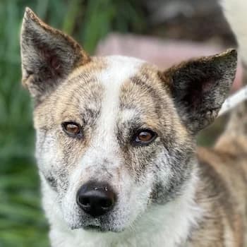 Scar, male young Mixed Breed for adoption at Hundegarten Serres, Euskirchen