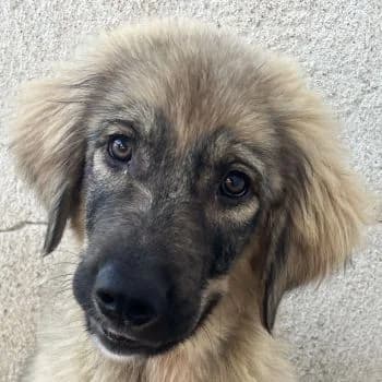 Schlubbsen, male puppy Mixed Breed for adoption at Hundegarten Serres, Euskirchen