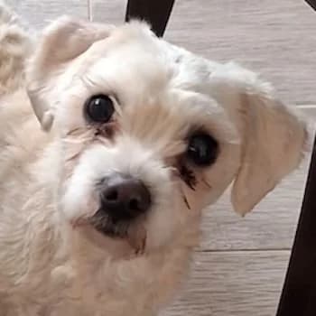 Scot, male young Mixed Breed for adoption at Hundegarten Serres, Euskirchen