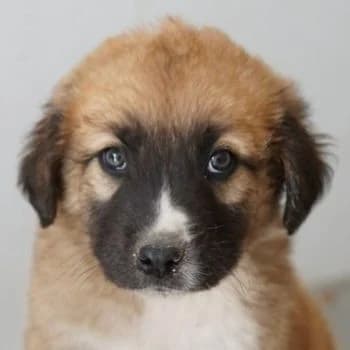 Scotch, male puppy Mixed Breed for adoption at Hundegarten Serres