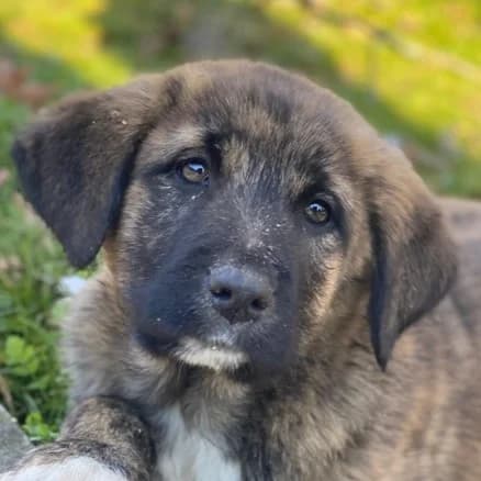 Seitan, male puppy Mixed Breed for adoption at Hundegarten Serres, Euskirchen