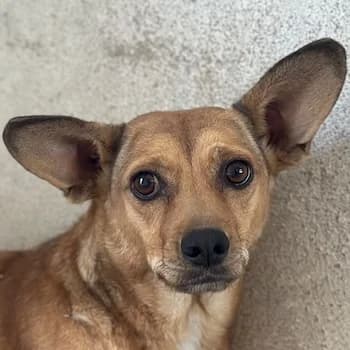 Serafina, female young Mixed Breed for adoption at Hundegarten Serres, Euskirchen