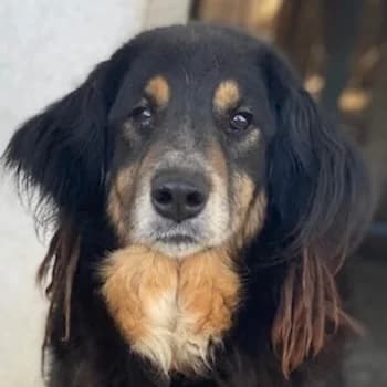 Serena, female 5yo Mixed Breed for adoption at Hundegarten Serres, Euskirchen