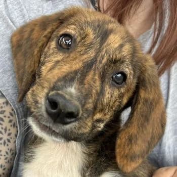 Shelby, female puppy Mixed Breed for adoption at Hundegarten Serres, Euskirchen