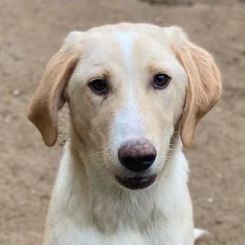 Sheldon, male young Mixed Breed for adoption at Hundegarten Serres, Euskirchen