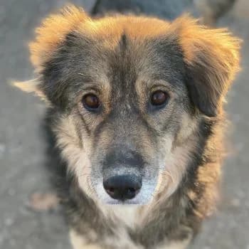 Shiou, female young Mixed Breed for adoption at Hundegarten Serres, Euskirchen