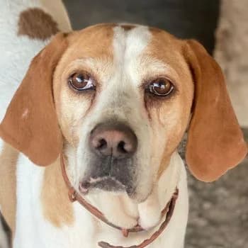 Sienna, female young Mixed Breed for adoption at Hundegarten Serres, Euskirchen