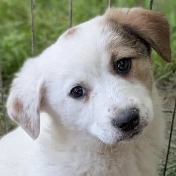 Silver, female puppy Mixed Breed for adoption at Hundegarten Serres, Euskirchen