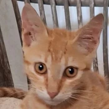 Simba, puppy Mixed Breed for adoption at Hundegarten Serres, Euskirchen