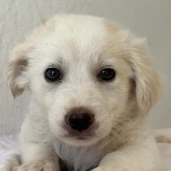 Siro, male puppy Mixed Breed for adoption at Hundegarten Serres, Euskirchen