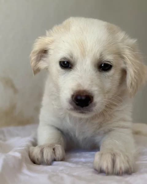 Siro, male puppy Mixed Breed for adoption at Hundegarten Serres, Euskirchen