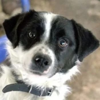 Skittles, male young Mixed Breed for adoption at Hundegarten Serres, Euskirchen