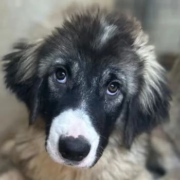 Smilla, female puppy Mixed Breed for adoption at Hundegarten Serres, Euskirchen