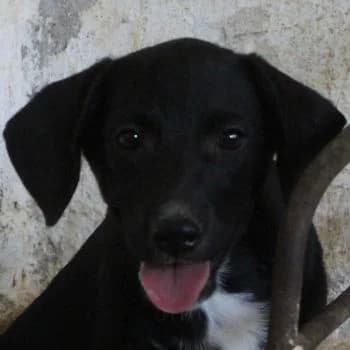 Smokey, male puppy Mixed Breed for adoption at Hundegarten Serres, Euskirchen