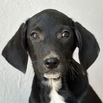 Smokey, male puppy Mixed Breed for adoption at Hundegarten Serres, Euskirchen