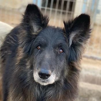 Snorre, male senior Mixed Breed for adoption at Hundegarten Serres, Euskirchen