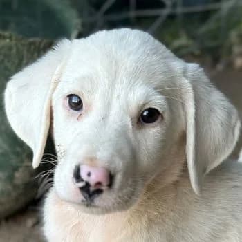 Snowy, female puppy Mixed Breed for adoption at Hundegarten Serres, Euskirchen