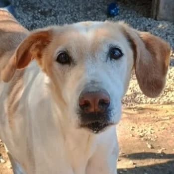 Sotiria, female senior Mixed Breed for adoption at Hundegarten Serres, Euskirchen