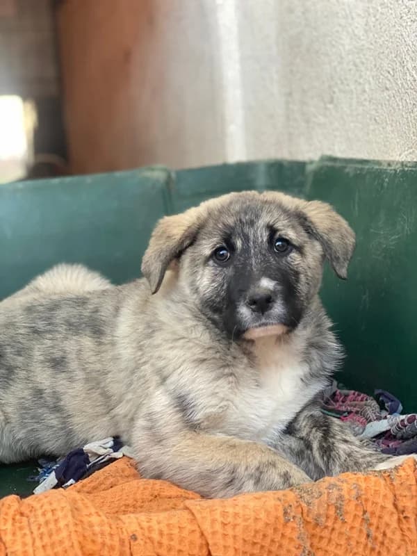 Soya, female puppy Mixed Breed for adoption at Hundegarten Serres, Euskirchen