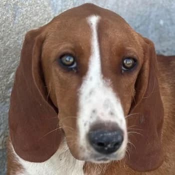 Stella, female puppy Mixed Breed for adoption at Hundegarten Serres, Euskirchen