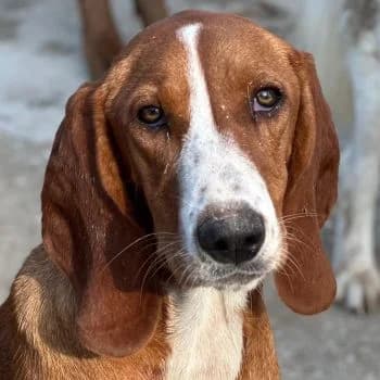 Stella, female puppy Mixed Breed for adoption at Hundegarten Serres, Euskirchen