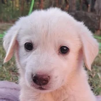 Sugar, female puppy Mixed Breed for adoption at Hundegarten Serres, Euskirchen