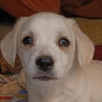 Sugar, female puppy Mixed Breed for adoption at Hundegarten Serres, Euskirchen