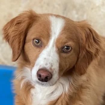 Sukia, female 3yo Mixed Breed for adoption at Hundegarten Serres, Euskirchen