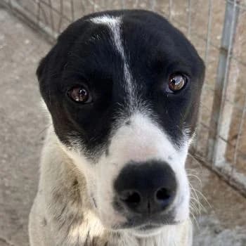 Sunny, female young Mixed Breed for adoption at Hundegarten Serres, Euskirchen