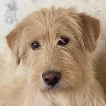 Susan, female young Mixed Breed for adoption at Hundegarten Serres, Euskirchen