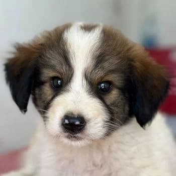 Sven, male puppy Mixed Breed for adoption at Hundegarten Serres, Euskirchen