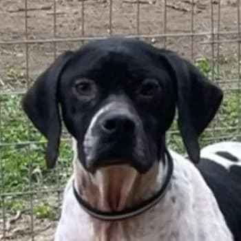 Takoda, female 3yo Mixed Breed for adoption at Hundegarten Serres, Euskirchen