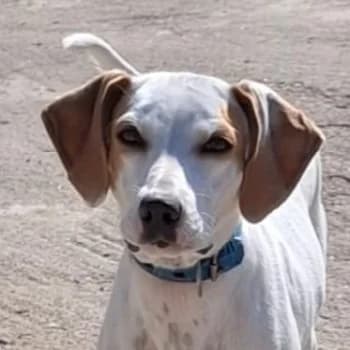 Tala, female puppy Mixed Breed for adoption at Hundegarten Serres, Euskirchen