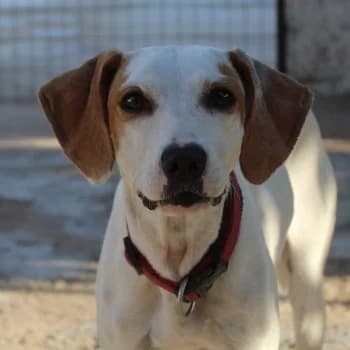 Tala, female puppy Mixed Breed for adoption at Hundegarten Serres, Euskirchen