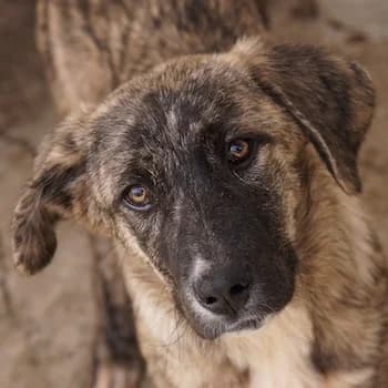 Talula, female young Mixed Breed for adoption at Hundegarten Serres, Euskirchen