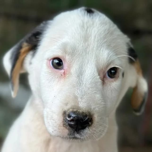 Talvi, female puppy Mixed Breed for adoption at Hundegarten Serres, Euskirchen