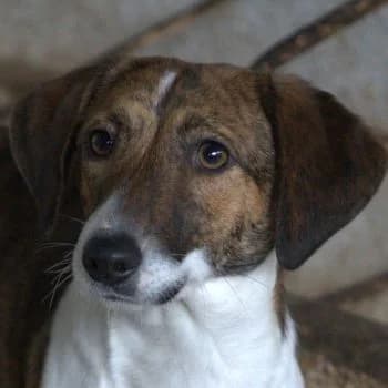 Tanu, female young Mixed Breed for adoption at Hundegarten Serres, Euskirchen