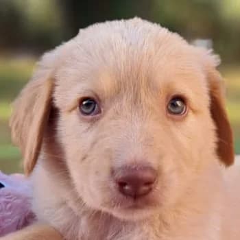 Thomas, male puppy Mixed Breed for adoption at Hundegarten Serres, Euskirchen
