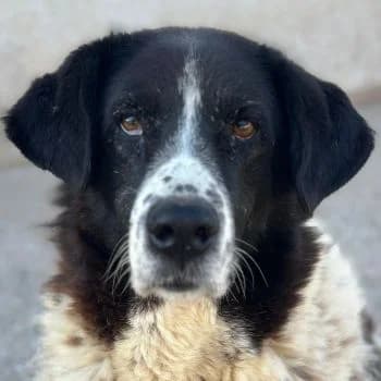 Tilda, female 6yo Mixed Breed for adoption at Hundegarten Serres, Euskirchen
