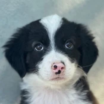 Tinkerbelle, female puppy Mixed Breed for adoption at Hundegarten Serres, Euskirchen