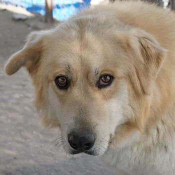 Tino, male young Mixed Breed for adoption at Hundegarten Serres, Euskirchen