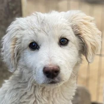 Tiramisu, male puppy Mixed Breed for adoption at Hundegarten Serres, Euskirchen
