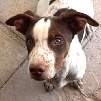 Titus, male young Mixed Breed for adoption at Hundegarten Serres, Euskirchen