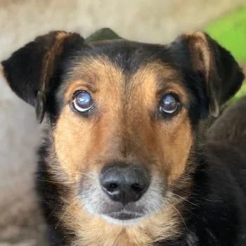 Tizian, male 4yo Mixed Breed for adoption at Hundegarten Serres, Euskirchen