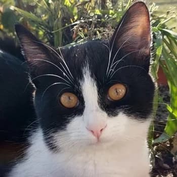 Tommy, young Mixed Breed for adoption at Hundegarten Serres, Euskirchen